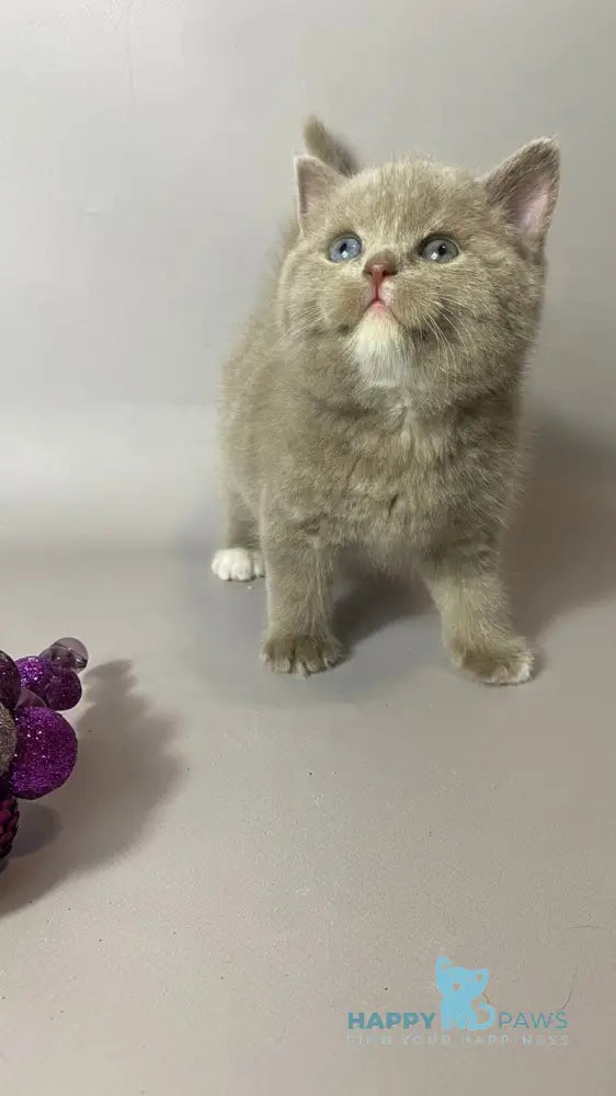 Wiksi British Shorthair male lilac live animals