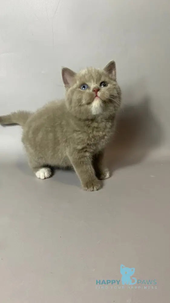 Wiksi British Shorthair male lilac live animals