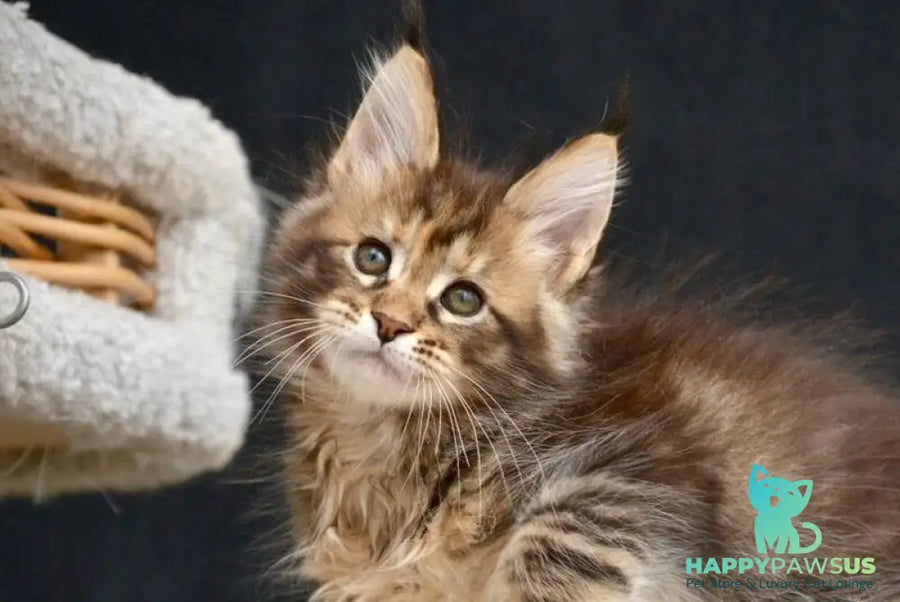 Wild Rose Maine Coon female black tortie tabby live animals