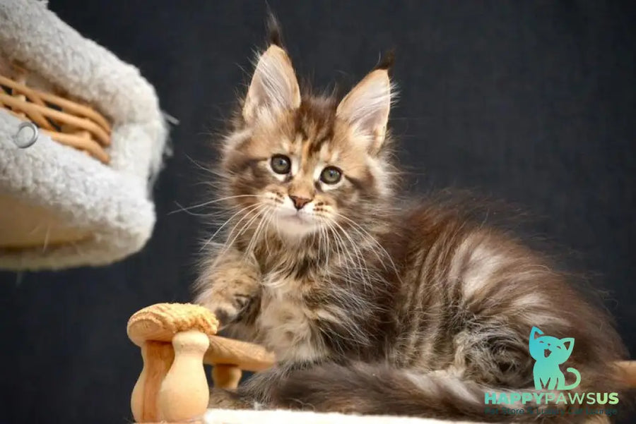 Wild Rose Maine Coon female black tortie tabby live animals