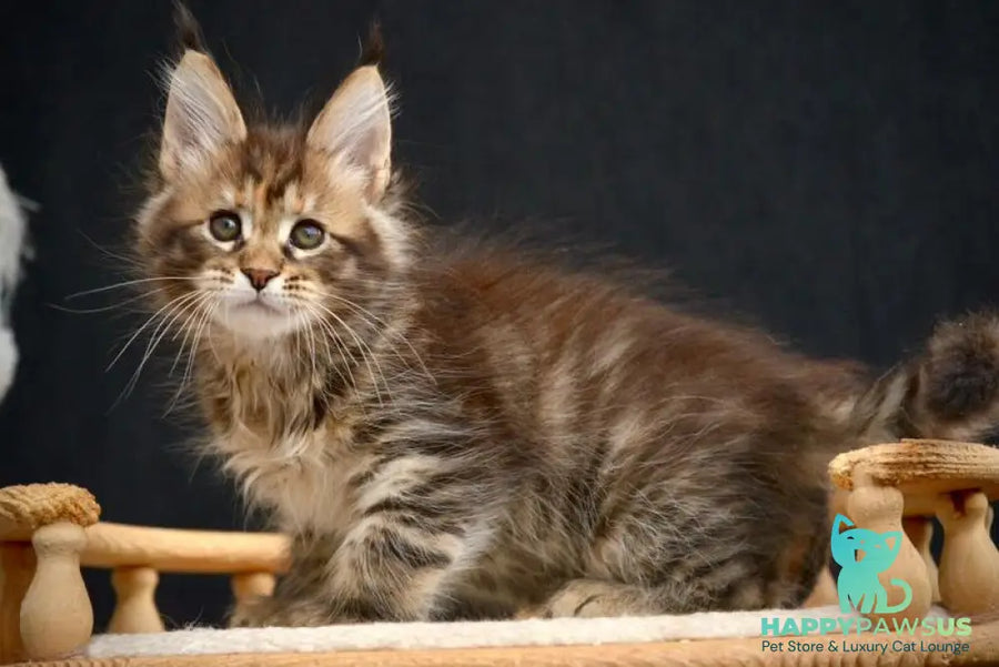 Wild Rose Maine Coon female black tortie tabby live animals