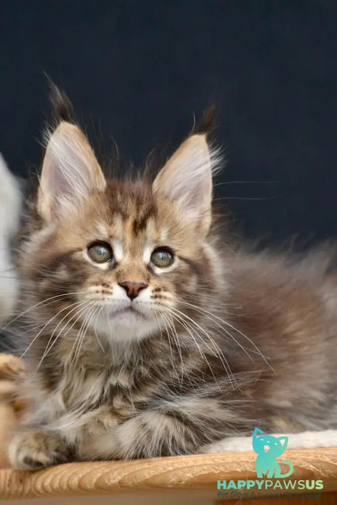 Wild Rose Maine Coon female black tortie tabby live animals