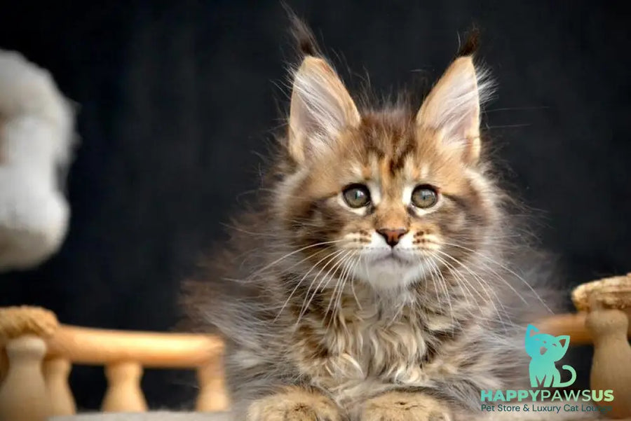 Wild Rose Maine Coon female black tortie tabby live animals