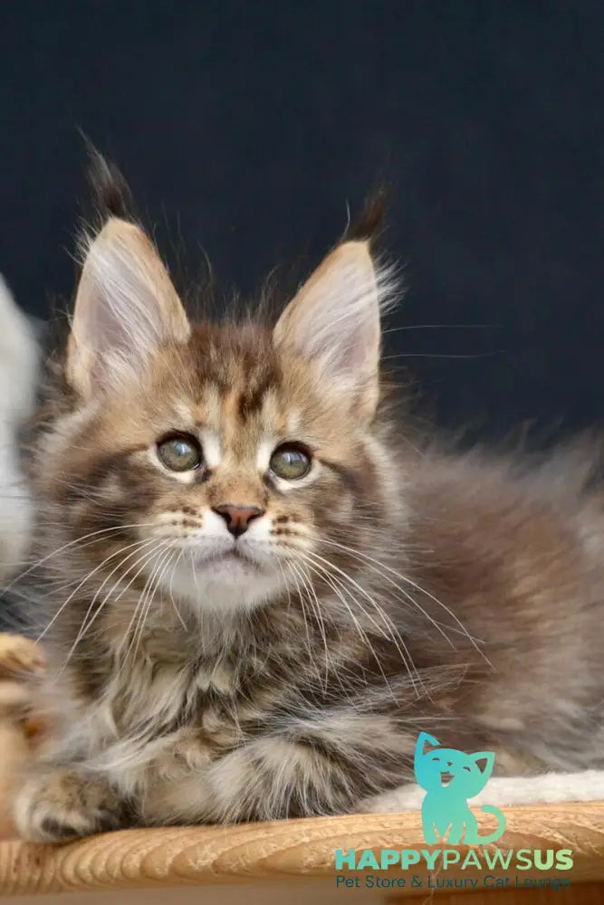 Wild Rose Maine Coon female black tortie tabby live animals