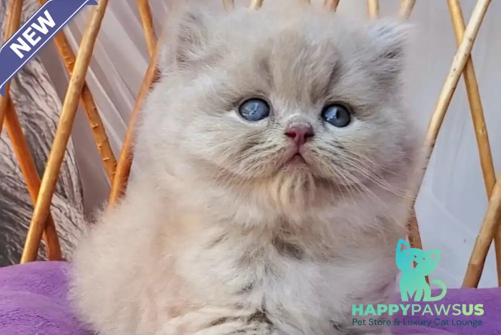 Wilda British Longhair female blue golden ticked tabby - live animals