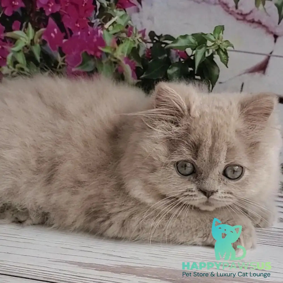 Wilda British Longhair female lilac golden ticked tabby - live animals