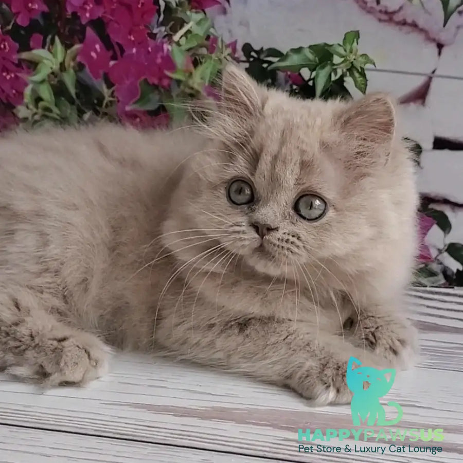 Wilda British Longhair female lilac golden ticked tabby - live animals