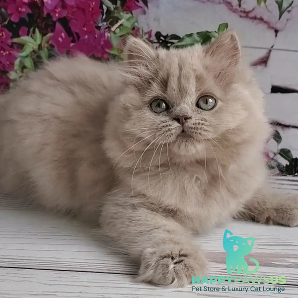 Wilda British Longhair female lilac golden ticked tabby - live animals
