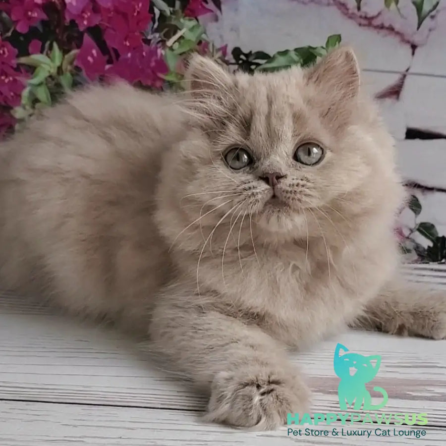 Wilda British Longhair female lilac golden ticked tabby - live animals