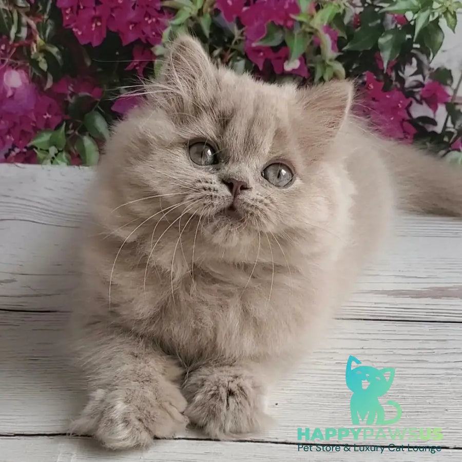 Wilda British Longhair female lilac golden ticked tabby - live animals
