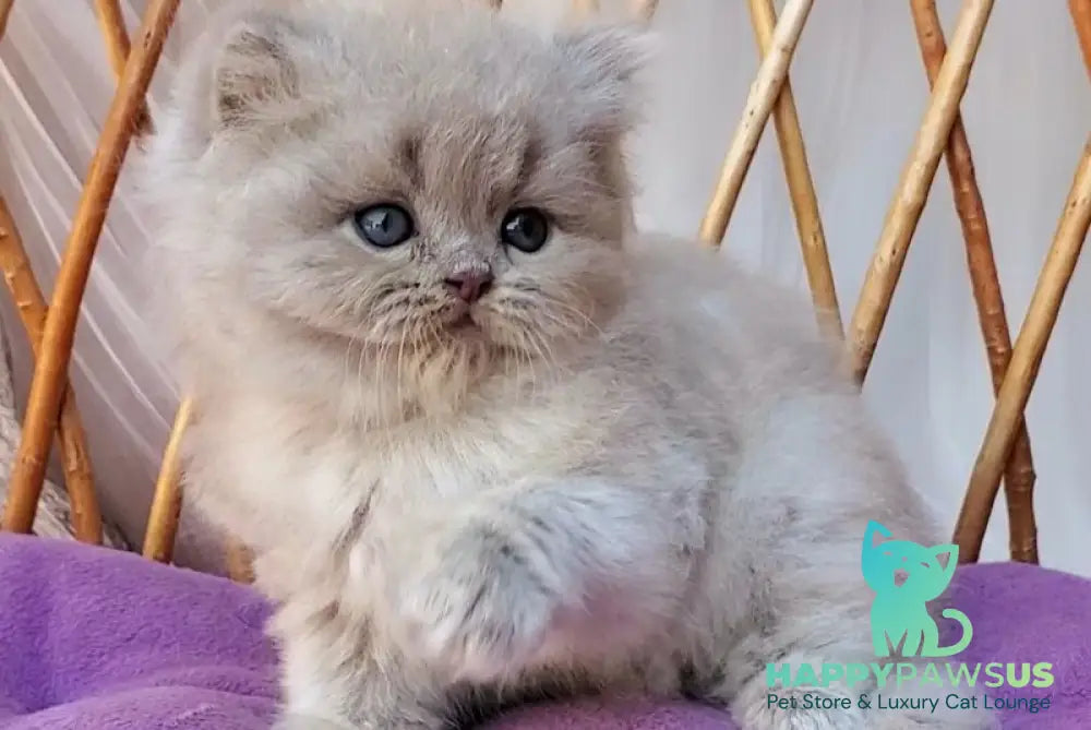 Wilda British Longhair female blue golden ticked tabby - live animals