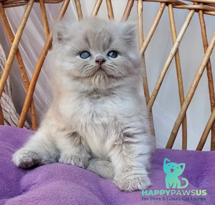 Wilda British Longhair female blue golden ticked tabby - live animals