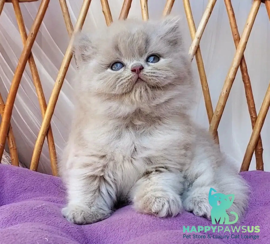 Wilda British Longhair female blue golden ticked tabby - live animals