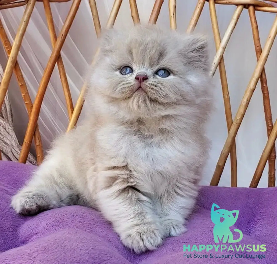 Wilda British Longhair female blue golden ticked tabby - live animals