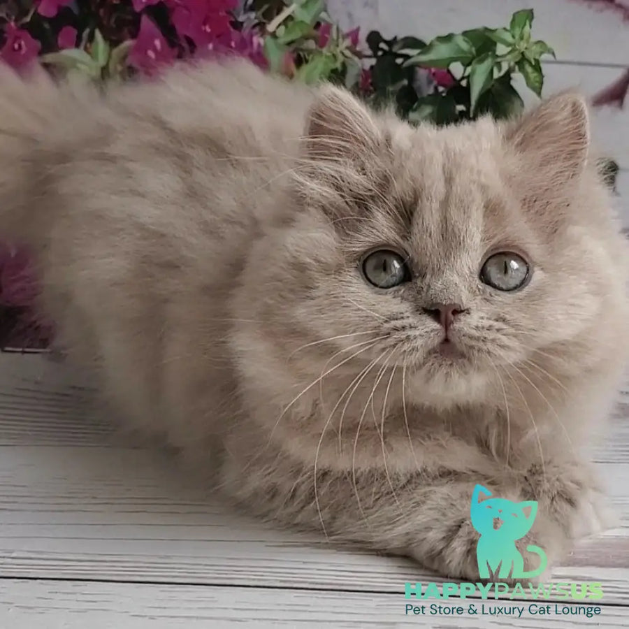 Wilda British Longhair female lilac golden ticked tabby - live animals