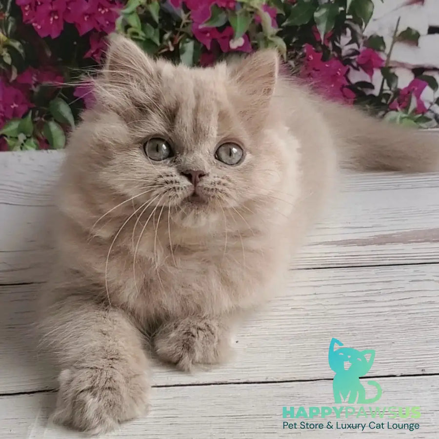 Wilda British Longhair female lilac golden ticked tabby - live animals