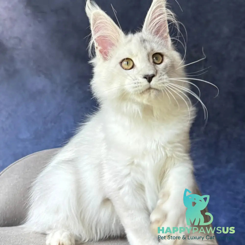 Wilda Maine Coon female black silver shaded - live animals