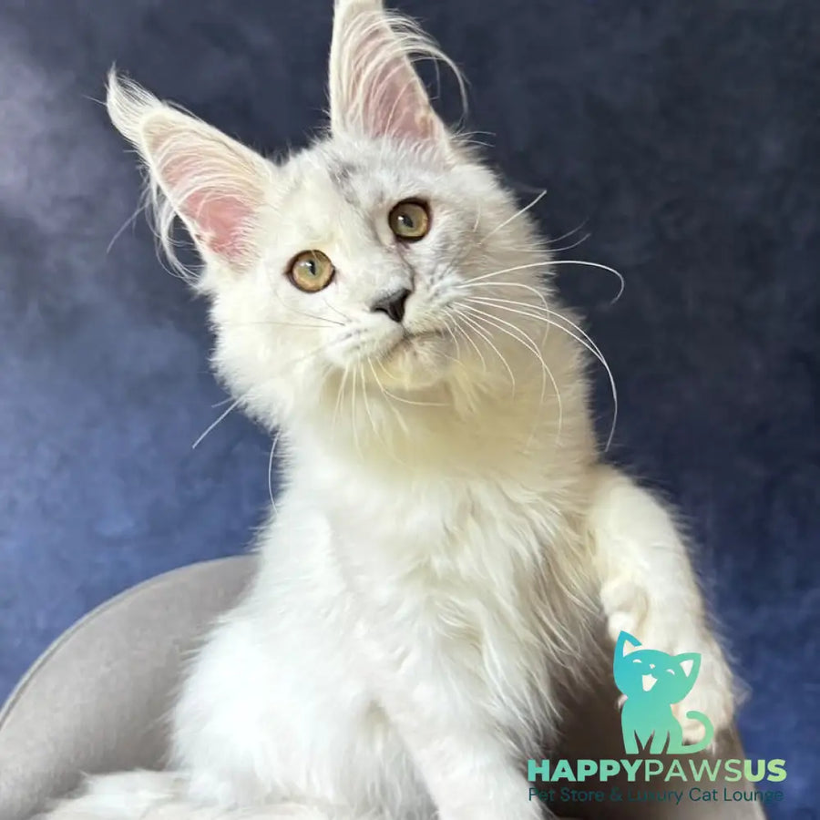 Wilda Maine Coon female black silver shaded - live animals