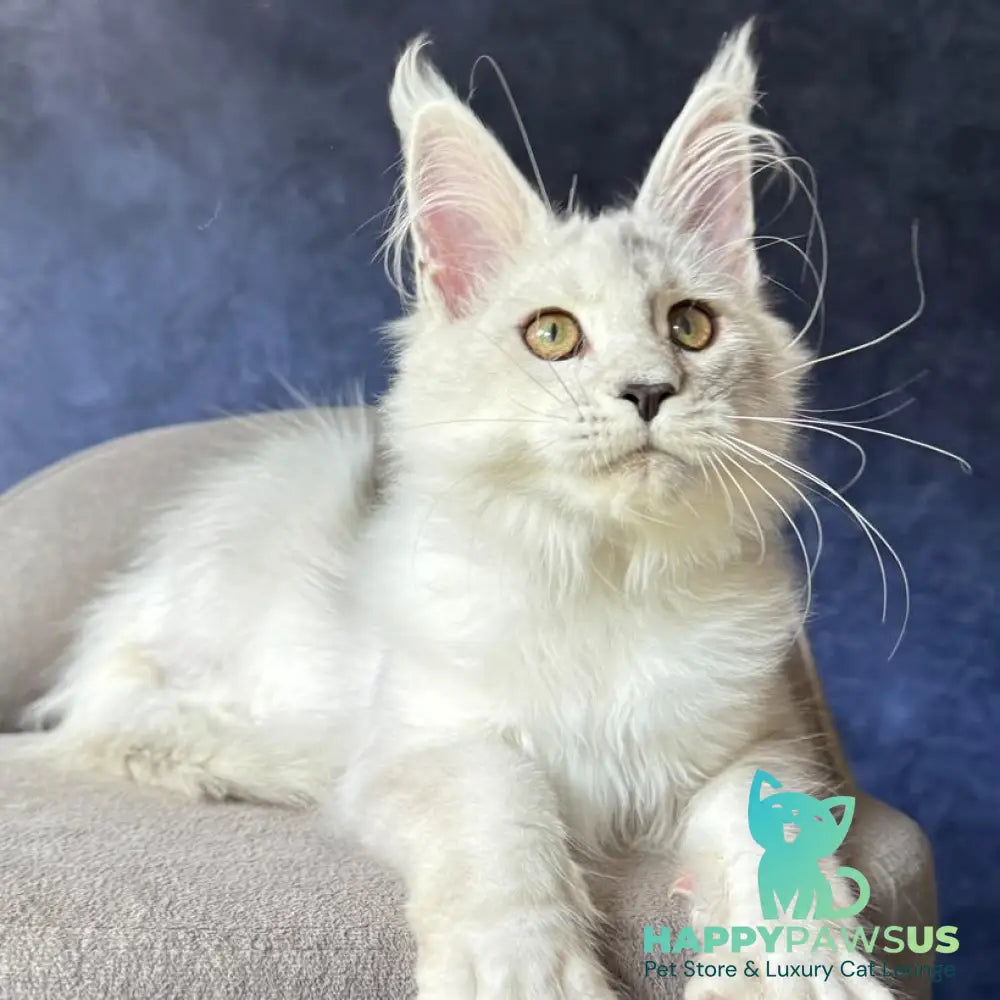 Wilda Maine Coon female black silver shaded - live animals