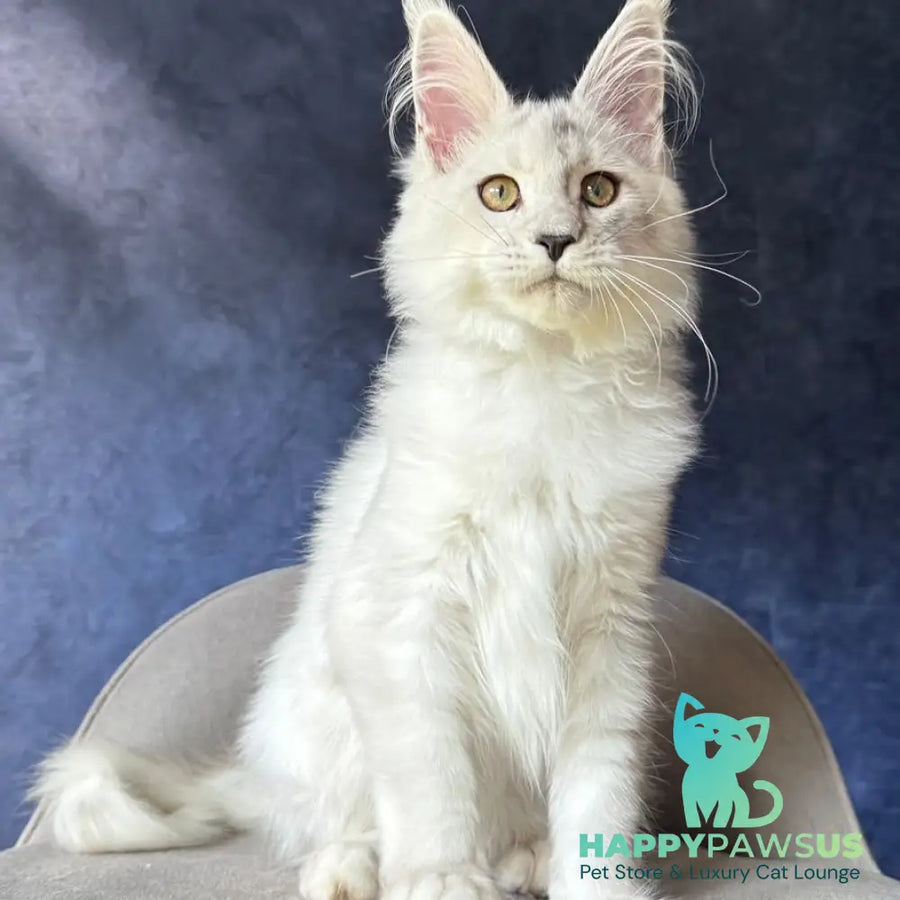 Wilda Maine Coon female black silver shaded - live animals