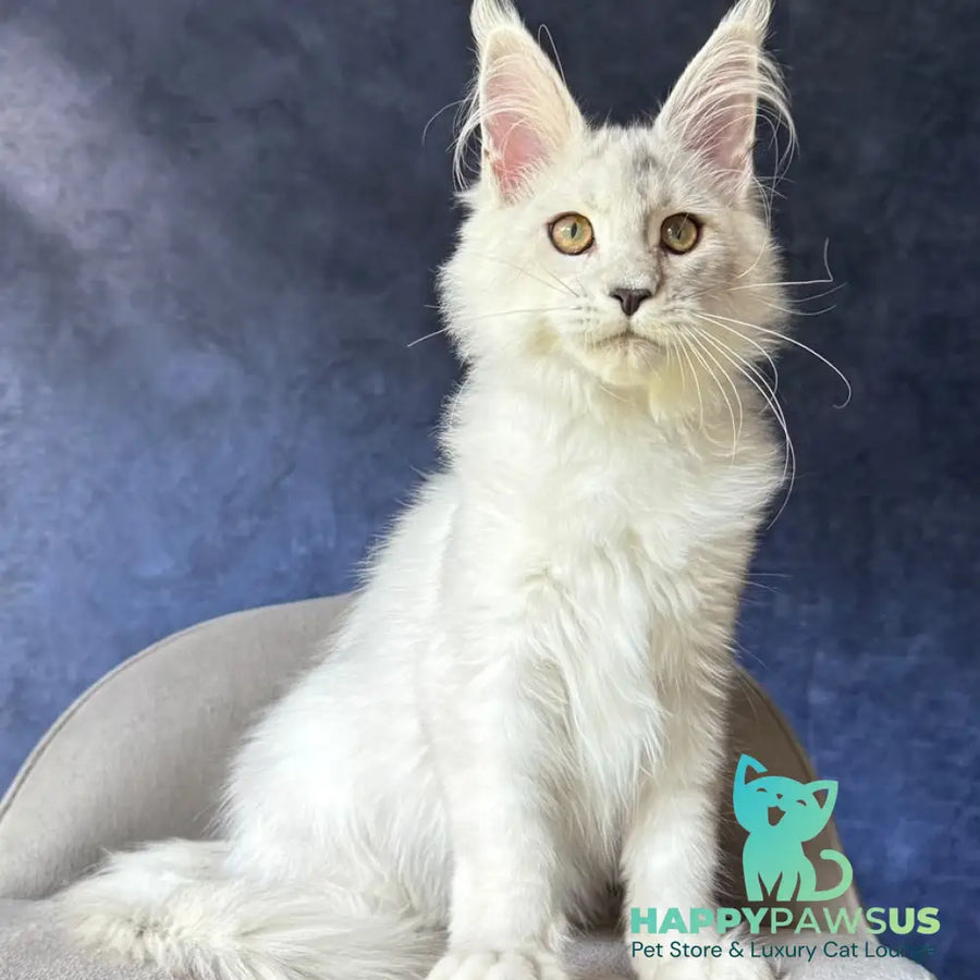 Wilda Maine Coon female black silver shaded - live animals