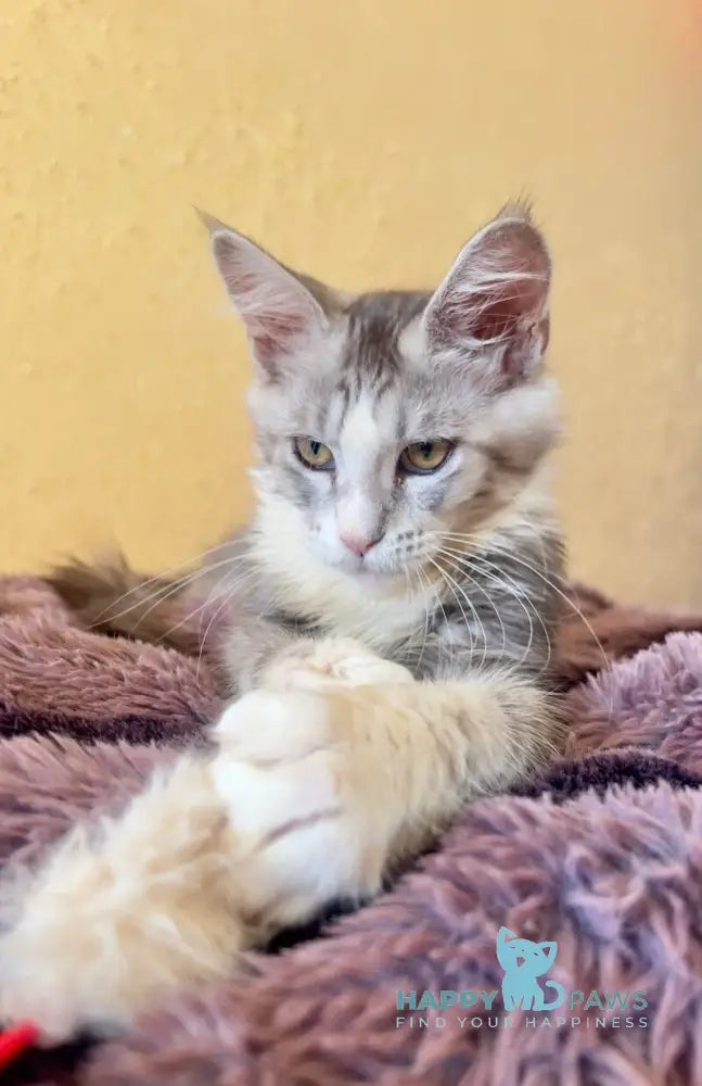 Wilgelm Maine Coon male black silver tabby mitted live animals