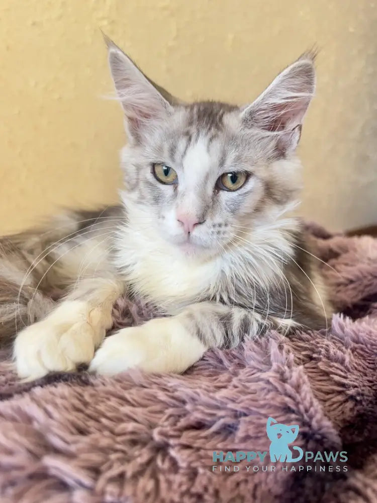 Wilgelm Maine Coon male black silver tabby mitted live animals