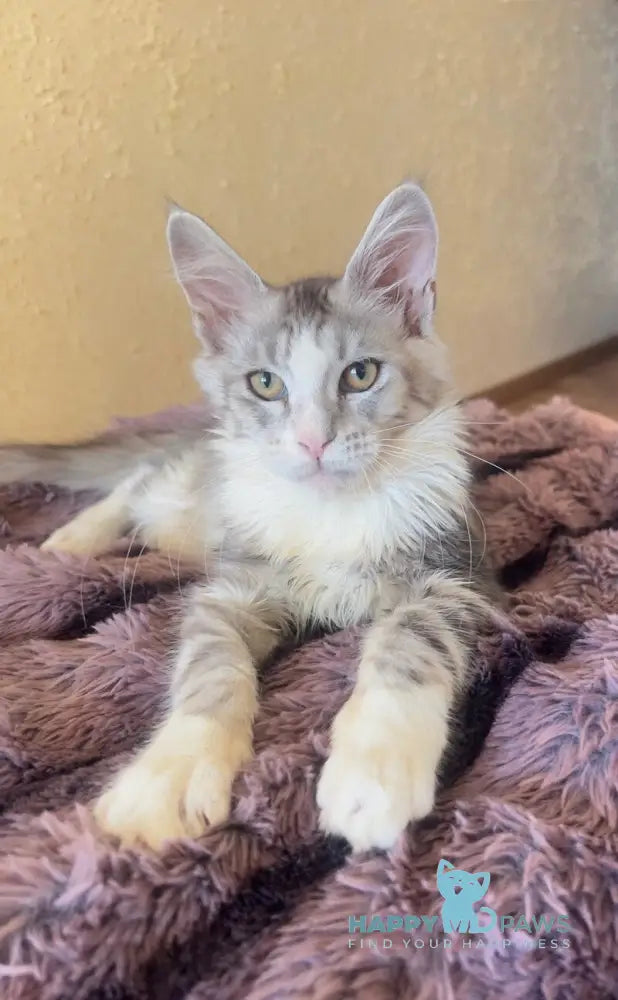 Wilgelm Maine Coon male black silver tabby mitted live animals