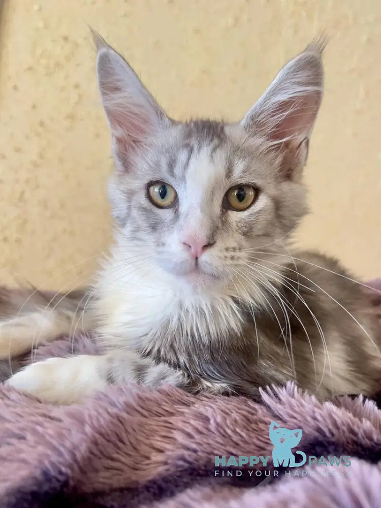 Wilgelm Maine Coon male black silver tabby mitted live animals