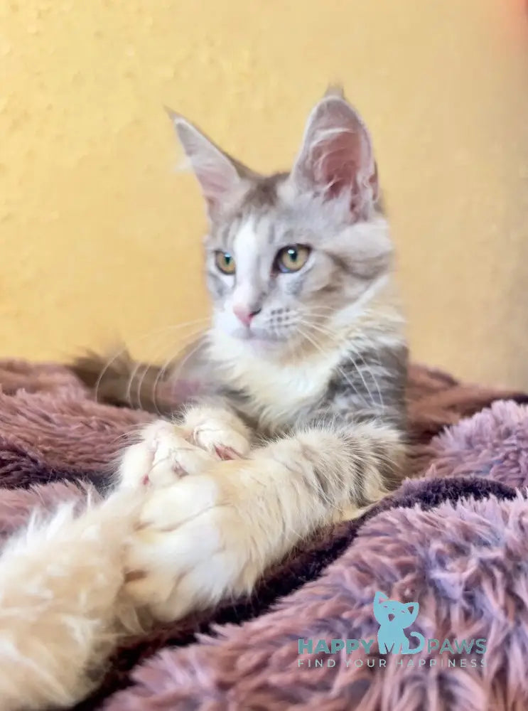 Wilgelm Maine Coon male black silver tabby mitted live animals