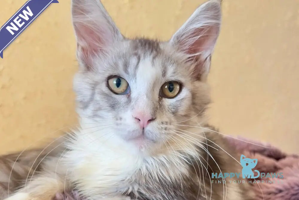 Wilgelm Maine Coon male black silver tabby mitted live animals