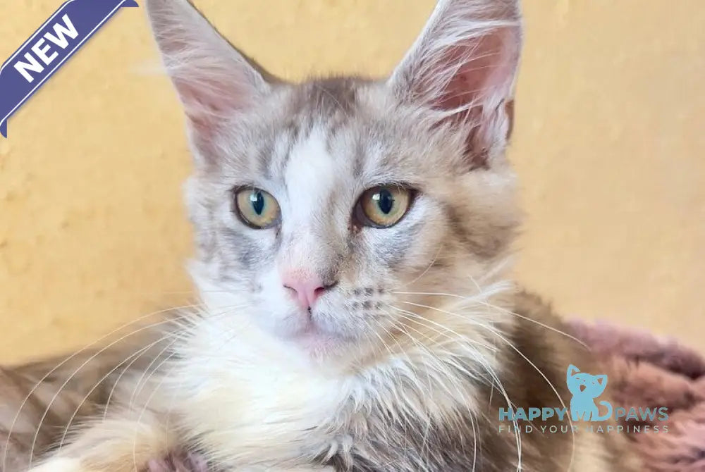 Wilgelm Maine Coon male black silver tabby mitted live animals