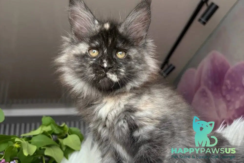 Wilhelmina Maine Coon female black tortie silver - live animals
