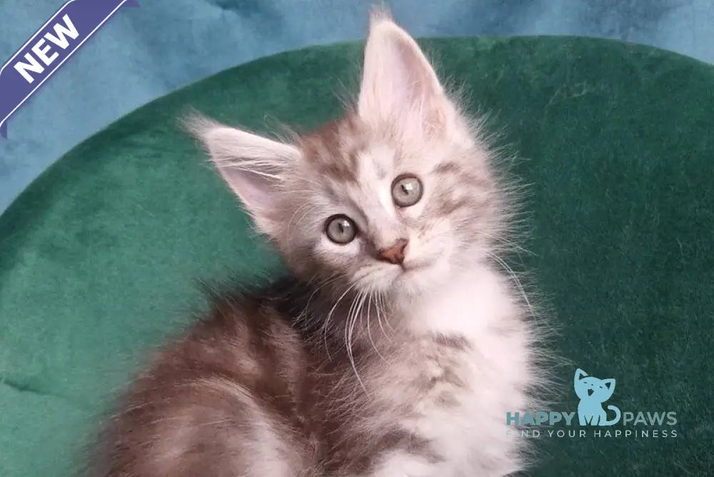 Wiliam Maine Coon male black silver tabby with white live animals