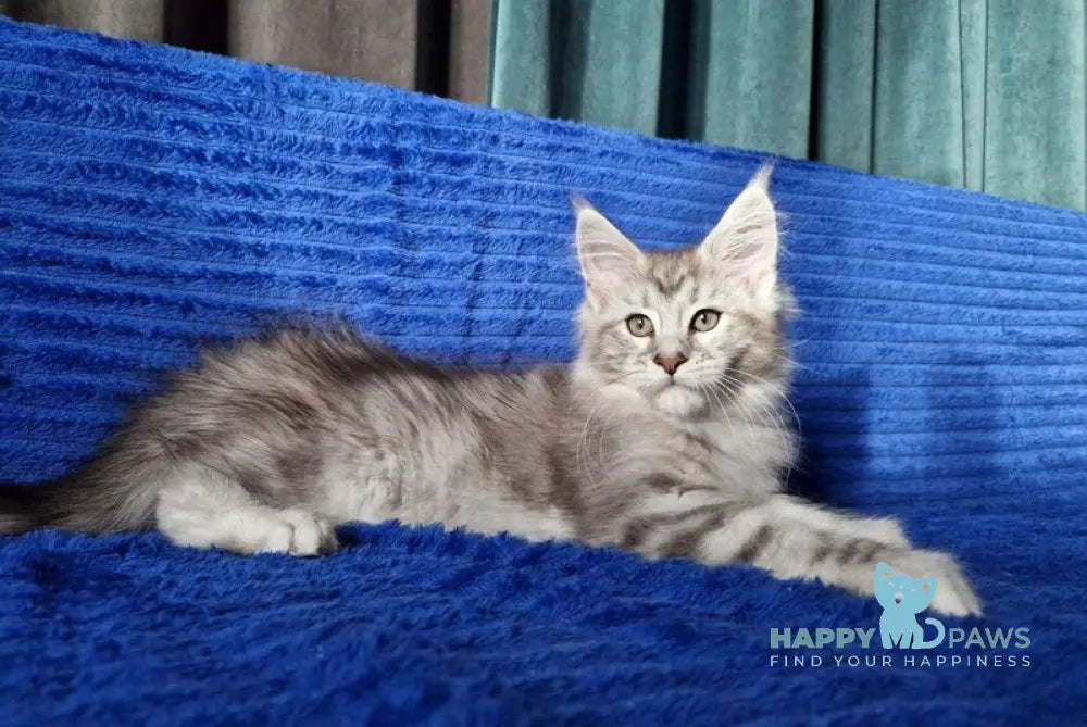 Wiliam Maine Coon male black silver tabby with white live animals