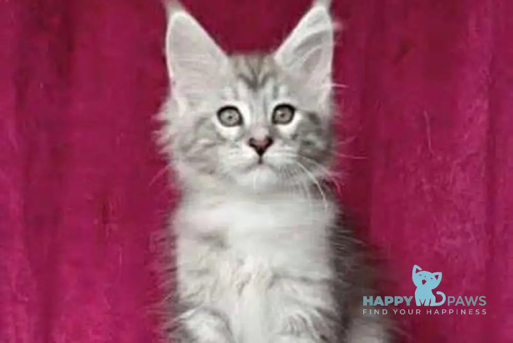 Wiliam Maine Coon male black silver tabby with white live animals