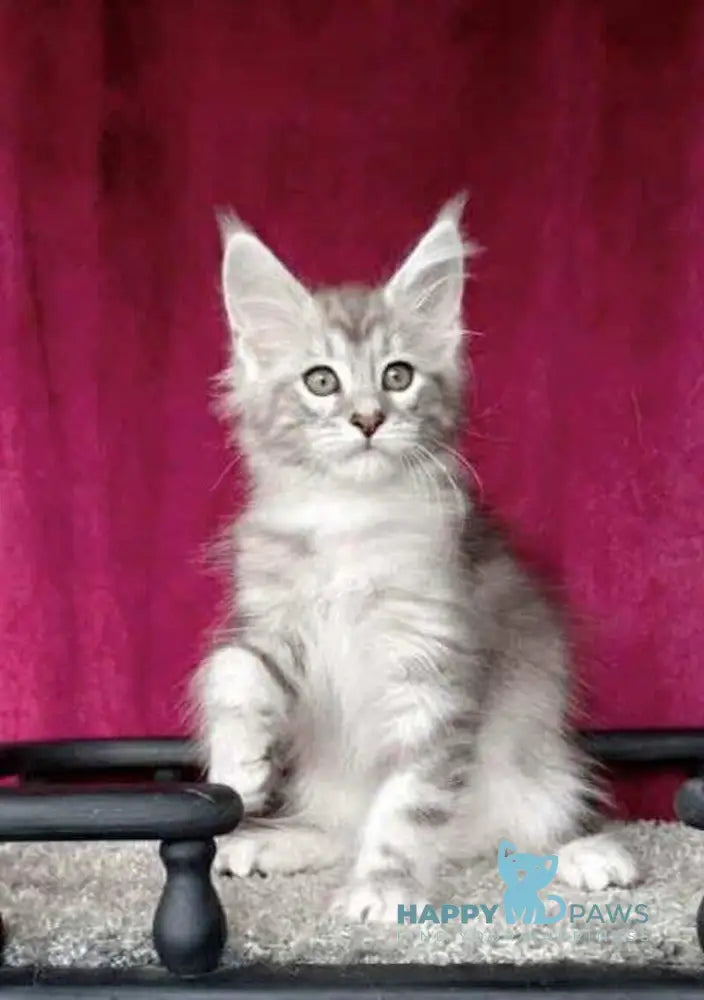 Wiliam Maine Coon male black silver tabby with white live animals