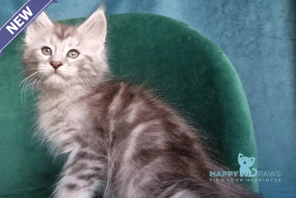 Wiliam Maine Coon male black silver tabby with white live animals