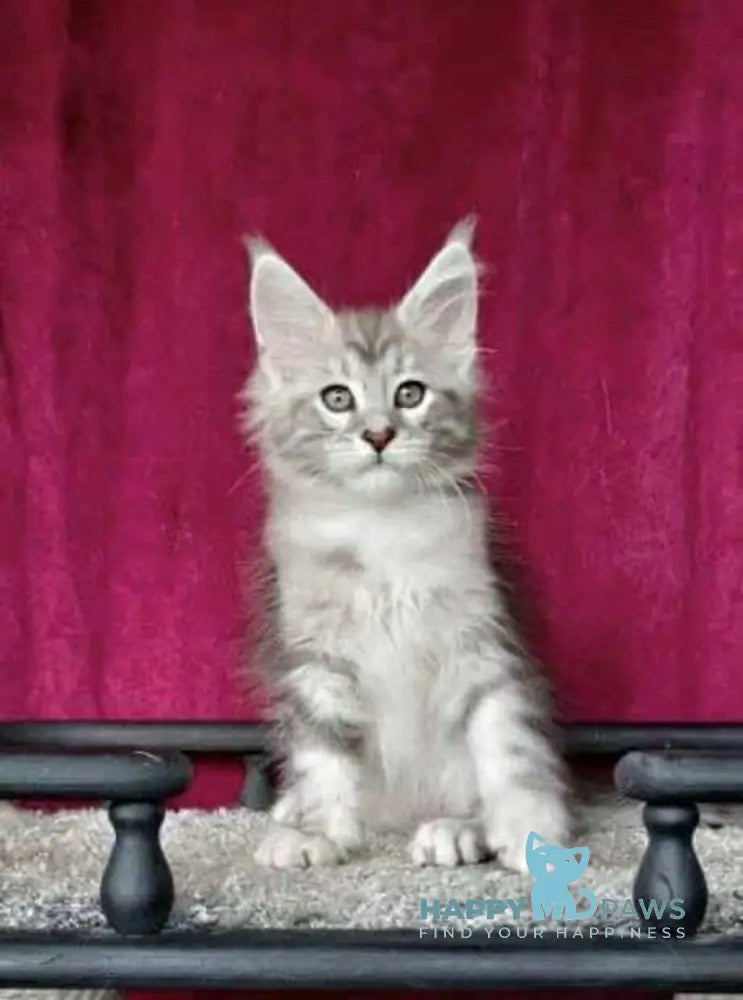 Wiliam Maine Coon male black silver tabby with white live animals