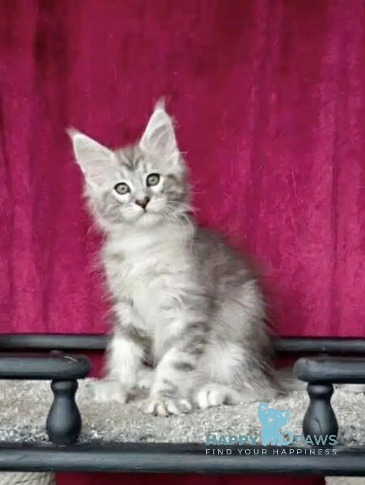 Wiliam Maine Coon male black silver tabby with white live animals