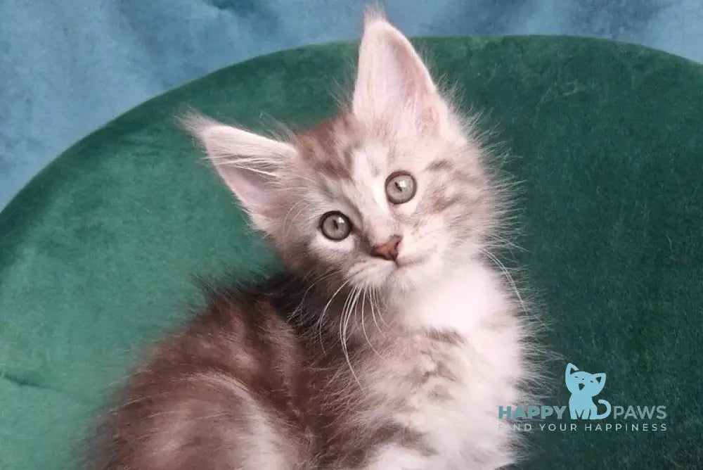 Wiliam Maine Coon male black silver tabby with white live animals