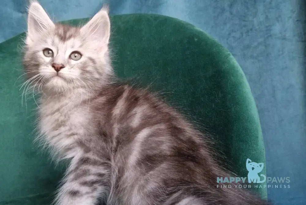 Wiliam Maine Coon male black silver tabby with white live animals