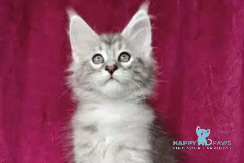 Wiliam Maine Coon male black silver tabby with white live animals