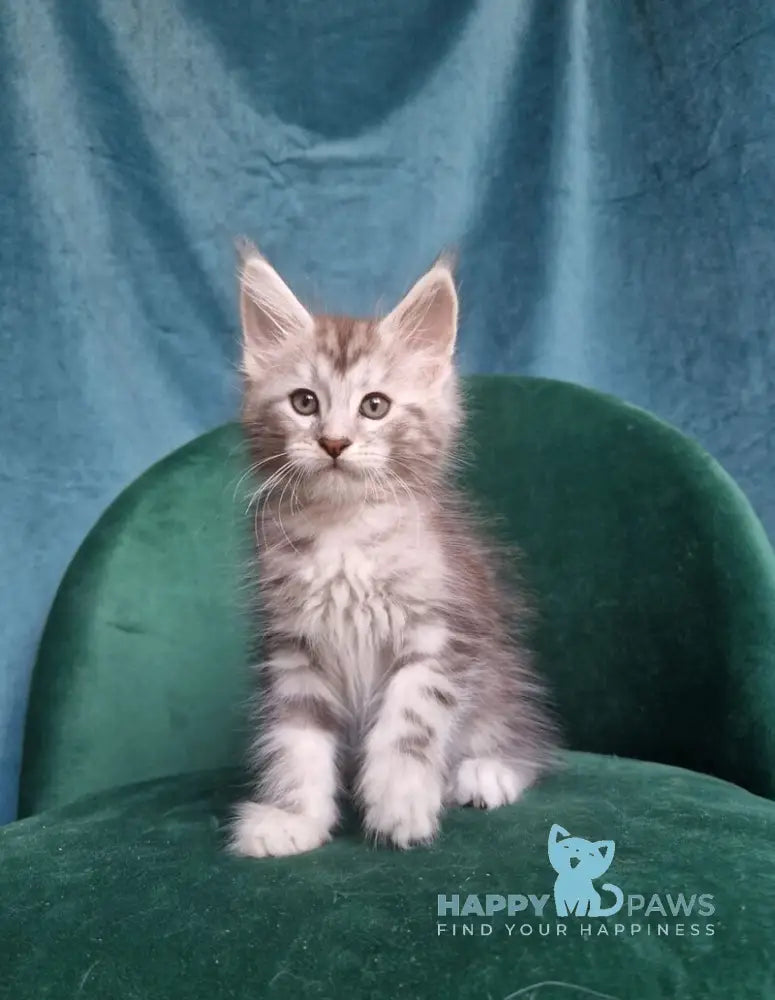 Wiliam Maine Coon male black silver tabby with white live animals