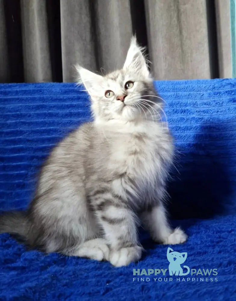 Wiliam Maine Coon male black silver tabby with white live animals