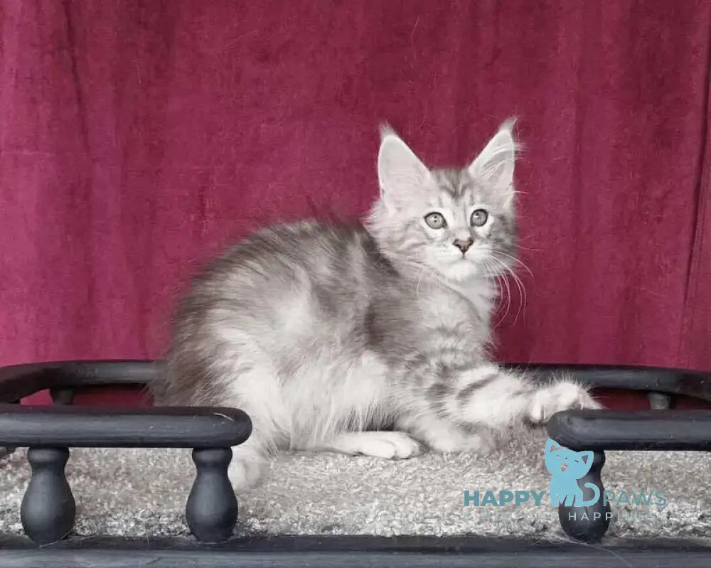 Wiliam Maine Coon male black silver tabby with white live animals