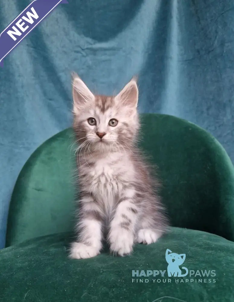 Wiliam Maine Coon male black silver tabby with white live animals