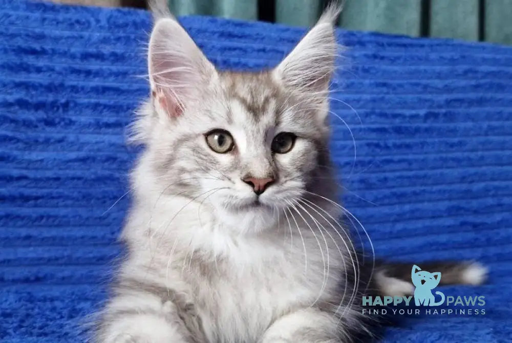 Wiliam Maine Coon male black silver tabby with white live animals
