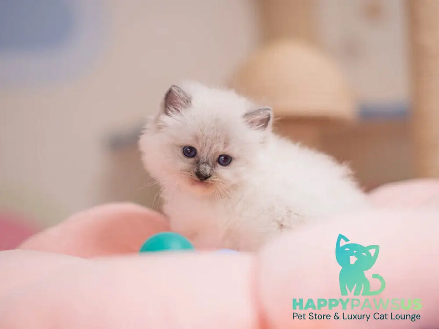 Willa Ragdoll female blue mitted - live animals