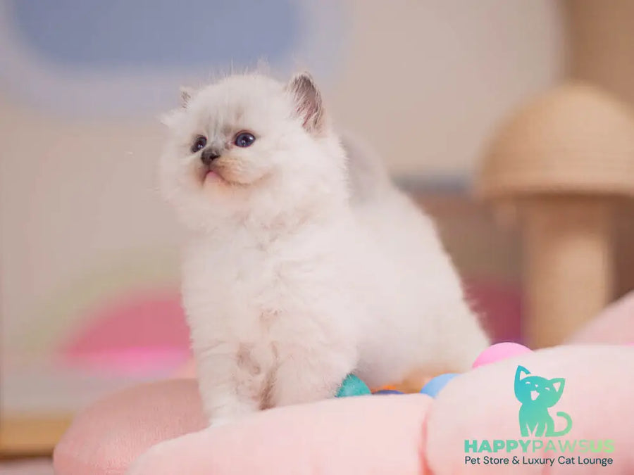 Willa Ragdoll female blue mitted - live animals